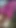 Jasmin Crossy Flashing Hot Legs & Thighs from Pink Baby Doll Dress
