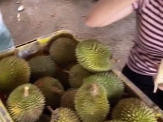 Exibindo peitos ou durian