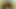 Asian Cam Girl Ass Show