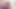 Uncut Daddy precum play cumshot on hairy body big cumshot close up