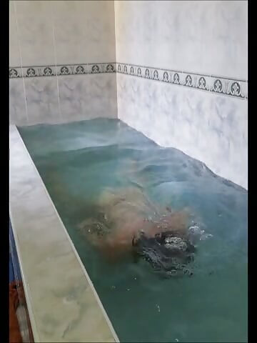 반다르 시시, 미친 유연성으로 거칠게 박히는 꿈을 꾸다