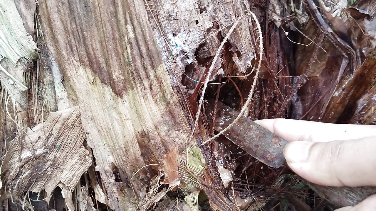 Banana Tree with a Dirt Dildo