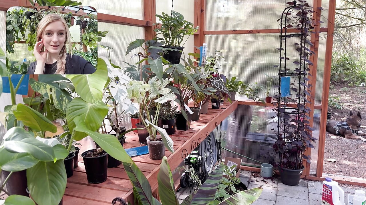 Moving My Plants Indoors