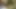 Bengalli jungle porn