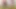 Blonde Twink Teen Outdoor Masturbation: Risky Outdoor Jerk off & Huge Cumshot on Farmer's Fence 4K - Goldenelixxxir