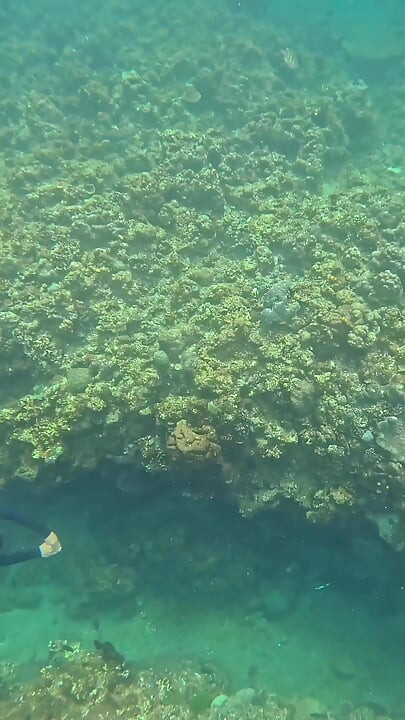 Eu sou sua pequena sereia