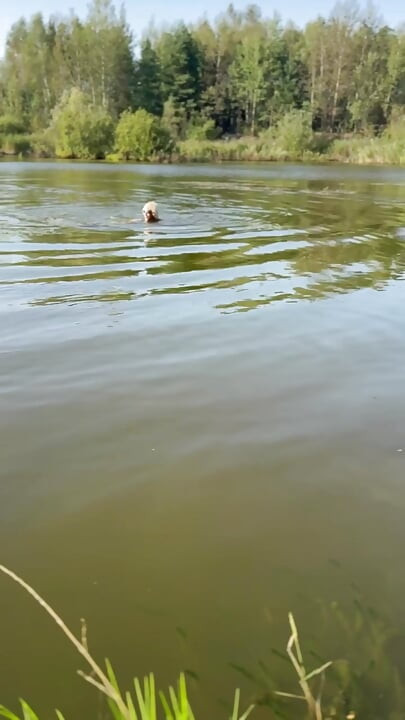 Trans djevojka pliva u jezeru u plavoj sportskoj haljini. Wetllok trans djevojka mokra.