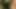 Outdoor cumshot in a used condom in the forest