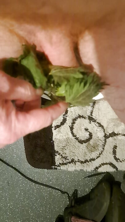 My first sounding with stinging nettles