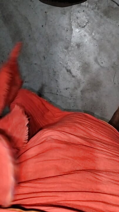 Biggest indian Cocks