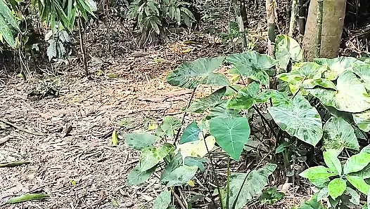 Тихая красотка моего сада