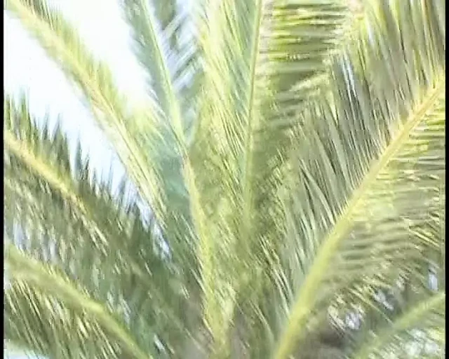 Sexy Lesbian Teens with Dildoes Outdoor Sex Compilation