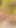 Seksi bir genç kız yaşlı erkeğinden döl istiyor