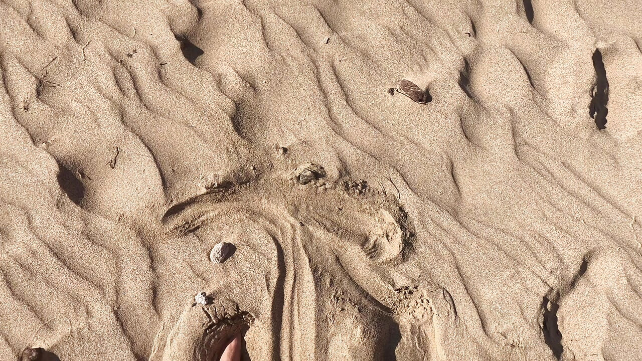 Toalla Secreta - Lo Ayudé a Correrse Debajo De La Toalla De Playa