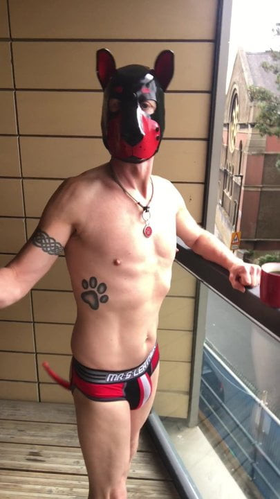 TiBo Alpha Dog on the Balcony