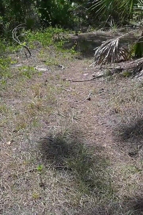 Bts Nature Walk and Masturbation on Trail