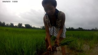 sexy asian girl in the rice field