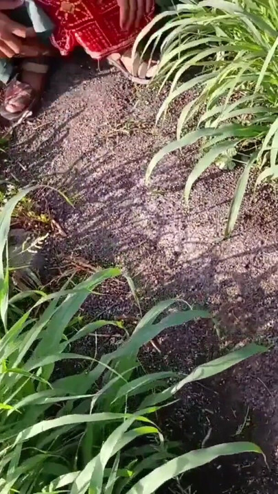 The beautiful sister-in-law of the desi village is yearning for sex with her slender waist in the field with her fingers in her beautiful pussy, showing her brother-in-law her brother-in-law. | Clip 1