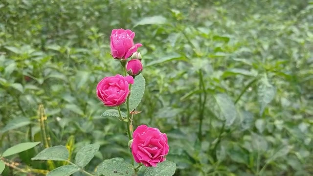 农村热辣男孩和女孩性爱故事孟加拉语