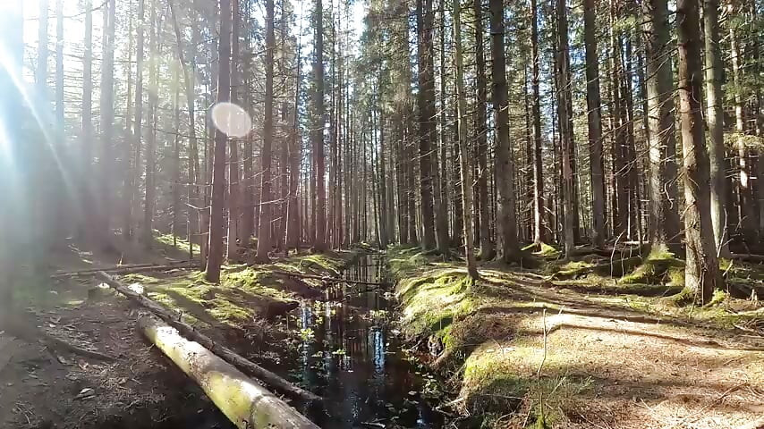 nature 2 video