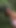 Köylü MILF Panayırda Benimle Flört Ediyor ve Ormanda Tanışıyoruz