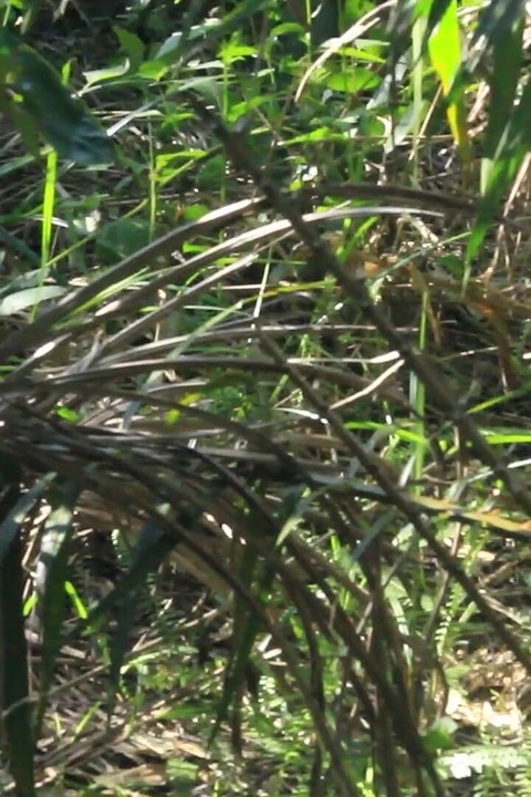 झाड़ी चुदाई में अफ्रीकी प्रेमी