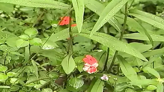 Little Anal Cream Puffs 03-5 – Tight and Creamy