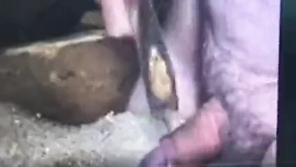 balta üzerinde benim horoz