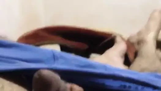 mühendis horoz güzel