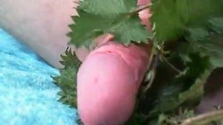 Stinging NETTLES cock torture