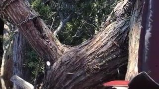 Caçando veados em uma árvore de cedro