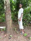 Pratinjau video