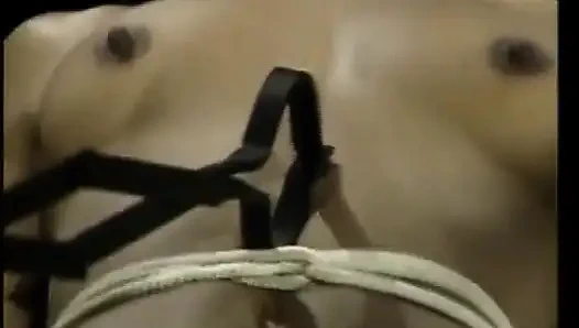 Schau dir diese fetisch-bondage-session mit schwarzer deutscher dame an