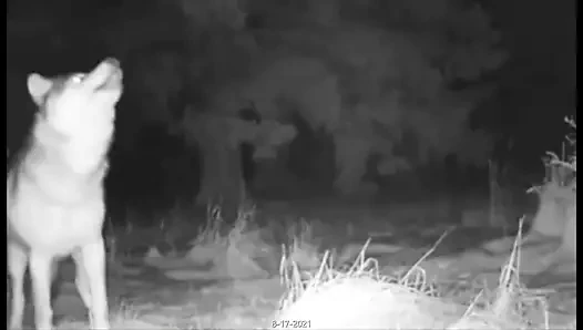 Yalnız bir kurdun uluması