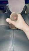 Pregled videozapisa
