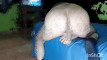 Pregled videozapisa