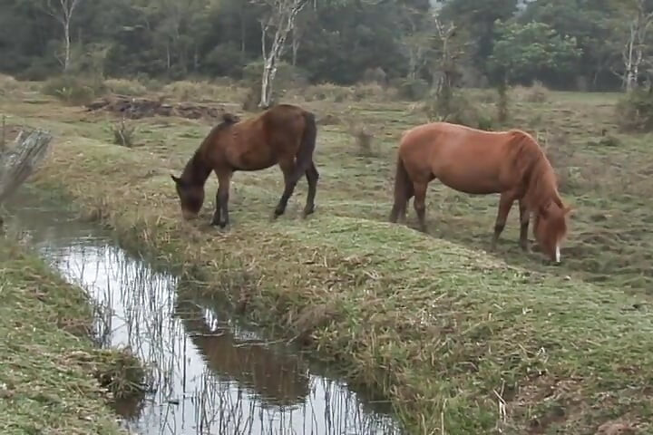 Горячие ковбои трахаются на сено