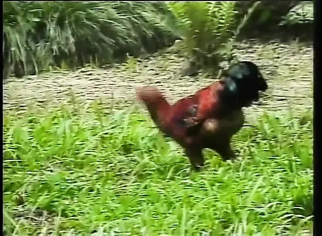 Old vintage porn: A boy is buggered by a cute shemale in a park