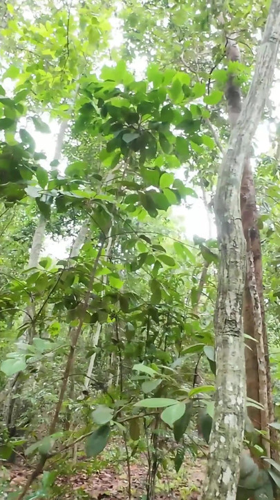 Captivating moment from "Amateur Thai villagers have sex in the forest public 4K 18+"