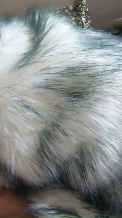 Fur Obsession Continues POV – Bare Hands Handjob, Deepthroat and Cum on My Coat | Clip 1