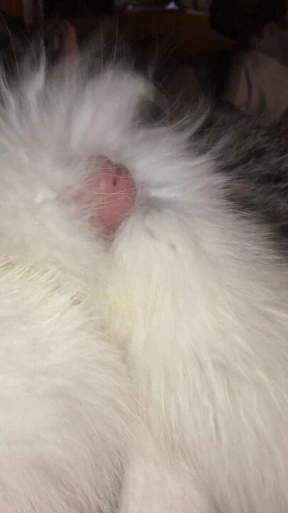 Cum on Arctic Fox Fur