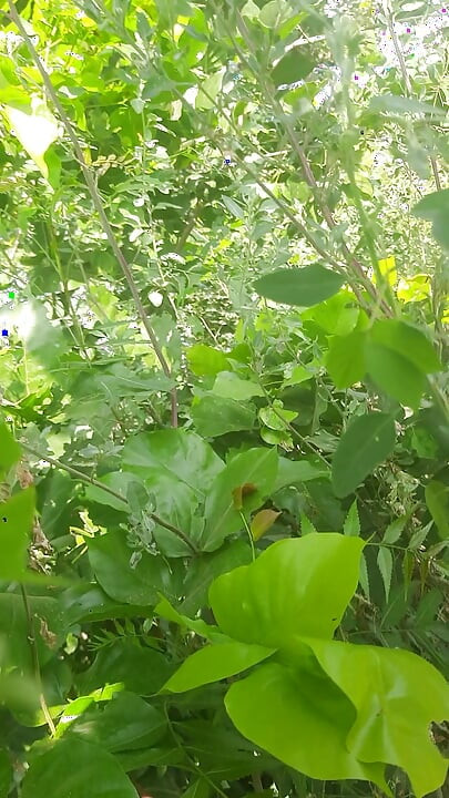 J'ai baisé parmi les feuilles, même les feuilles avaient honte d'y penser.