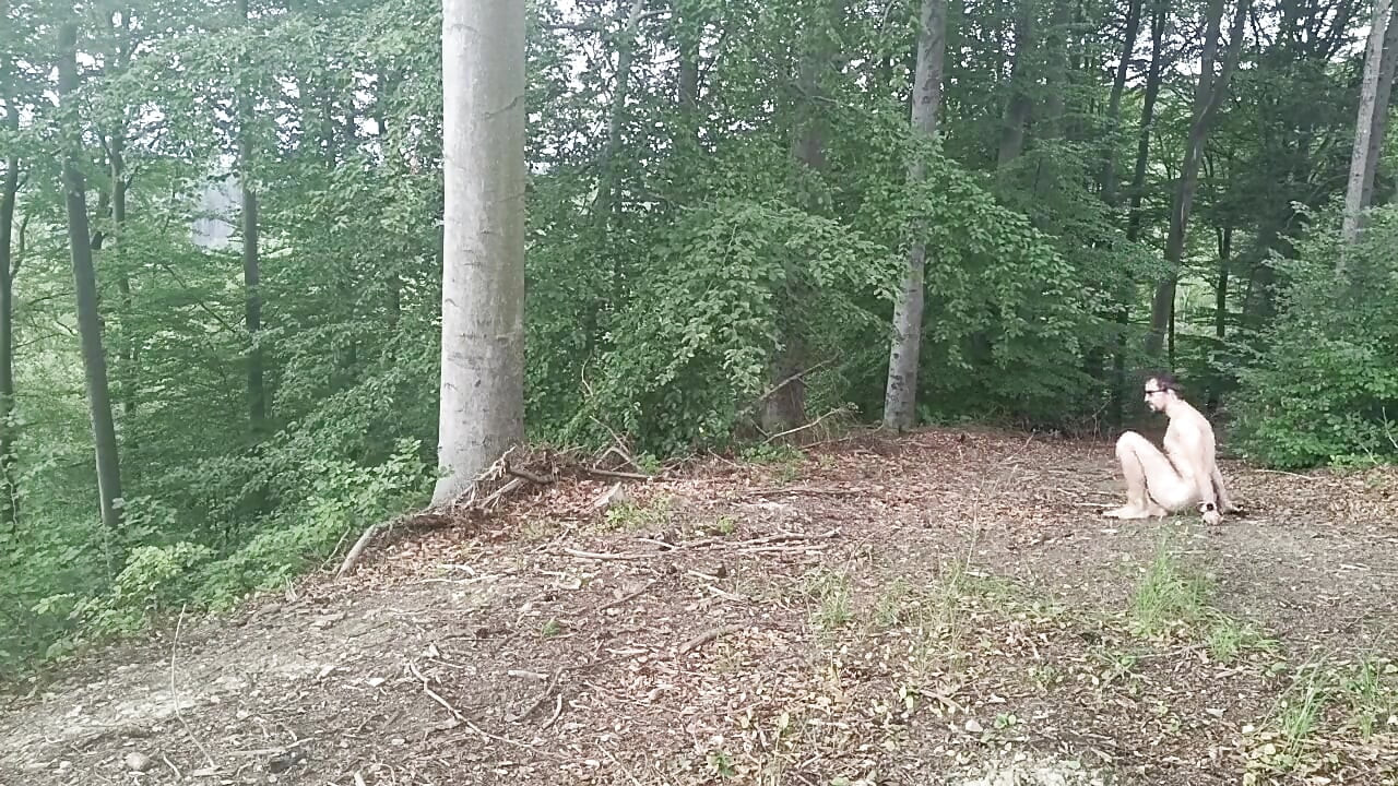 Forest Exhibition: a Banished Bird in a Beech Forest