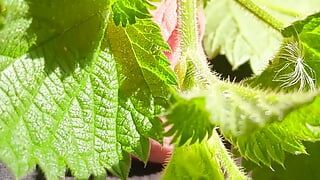 Close up nettles Cock tease