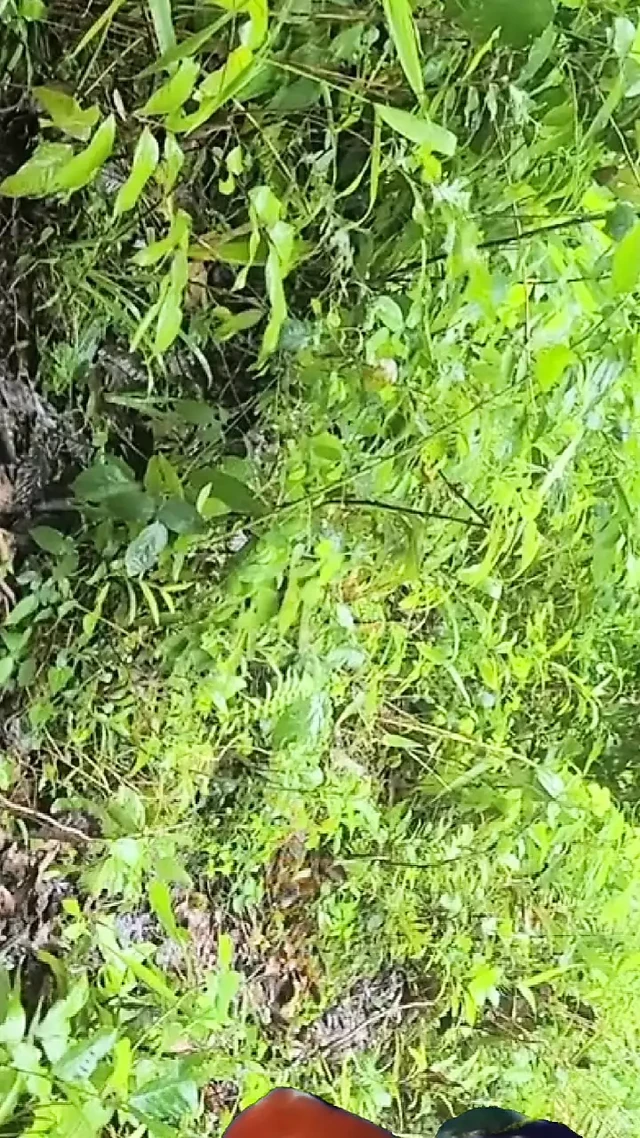 Desi Village Jungle Mein Tapa Tap Desi Bhabhi