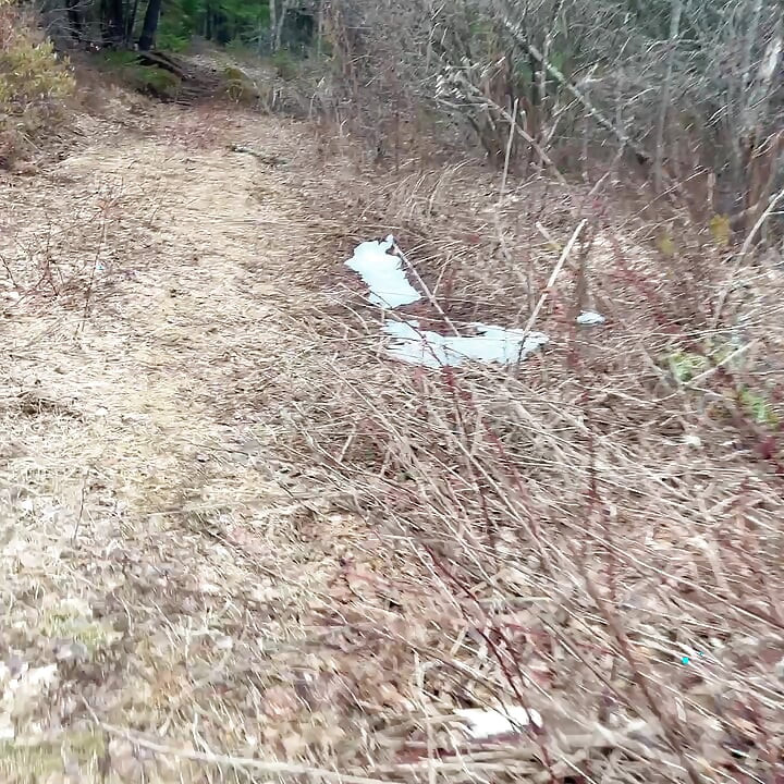 Pee Sexy on the Forest so Cool