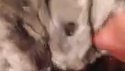 cincilla fur jerk
