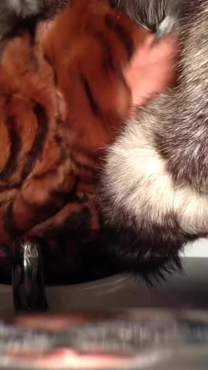 cum on the tiger fur