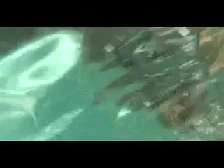 Amber Lynn Bach Underwater Blowjob