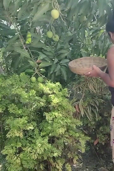 Hintli köylü kız çiftlik çocuğu tarafından sikiliyor! Net Ses ile